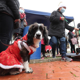 Asociaciones animalistas exigen a Milanuncios que pare la venta de animales en su portal