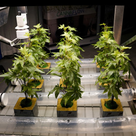 Plantas artificiales de marihuana fotografiadas sobre una mesa en el Cannabis World Congress & Business Exposition, celebrado en Nueva York en noviembre de 2021