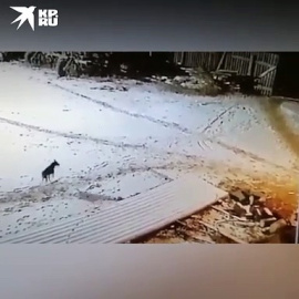 Ataque de lobo en Siberia