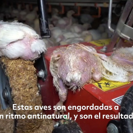 Hacinamiento, aves deformadas y cadáveres: una investigación revela la crueldad de las granjas de engorde de pollos