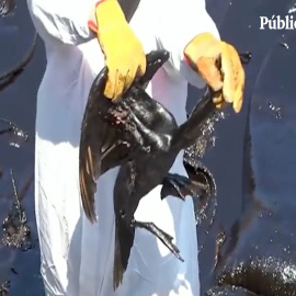 Desastre ambiental en Perú: decenas de animales, ahogados por el crudo tras la erupción en Tonga