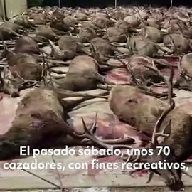 400 ciervos y jabalíes, abatidos por 70 cazadores en Córdoba