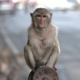 La provincia tailandesa de Lopburi agasaja a sus macacos con un banquete de frutas
