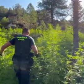 La Guardia Civil incauta 44 toneladas de marihuana en zonas inaccesibles del Pirineo Aragonés