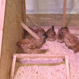 Colas en El Prat de Llobregat para conocer al pollo de pata azul   