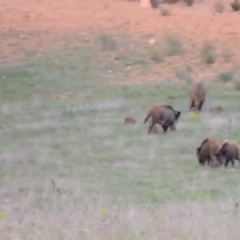 Ciervos y corzos buscan sus alimentos en tierras cultivadas de Valencia