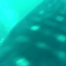 Rescate en Ceuta de un tiburón ballena