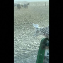 Un rancho en Dakota del Sur amanece sepultado por la nieve