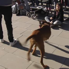 Desfile solidario en Valencia de perros abandonados en busca de una segunda oportunidad
