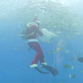 Papa Noel se pone las aletas y se adentra en un acuario de Japón