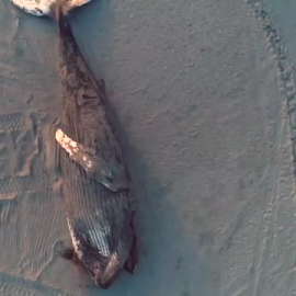 Encuentran en la playa de Atlantic City una enorme ballena jorobada varada
