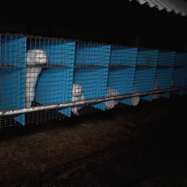 Anima Naturalis expone la realidad oculta de las granjas de visones en España