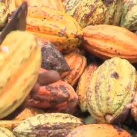 Investigadores del CSIC logran cultivar cacao en Málaga