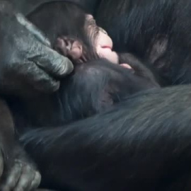 Nace en Reino Unido un chimpancé occidental, una subespecie en peligro crítico de extinción