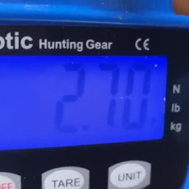 Hallan un sapo gigante en Australia