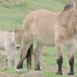 Nace de vientre equino "de alquiler" un caballo de Przewaski con ADN clonado
