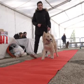 Monachil premia al perro más habilidosos y que más se parece a su humano