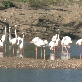 Foco en la protección de los humedales para la regulación del clima y los ciclos del agua