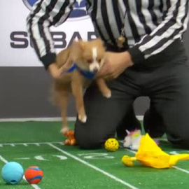 En la previa de la Super Bowl llega la Puppy Bowl
