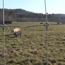 Granja de cerdos versus complejo de ecoturismo