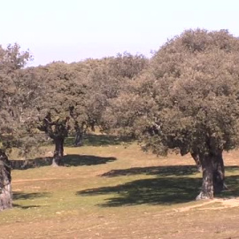 El cambio climático amenaza, también, al jamón de bellota