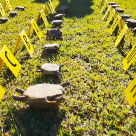 La Guardia Civil investiga a un hombre que tenía 27 tortugas protegidas en su casa de Valencia