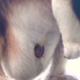 Nace un canguro de una especie en peligro de extinción en un zoo inglés