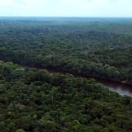 La Amazonía, la joya verde del planeta, vive cada minuto en riesgo de deforestación 