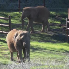 El dilema de qué hacer con los elefantes en cautividad