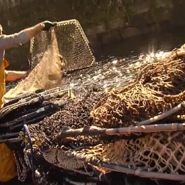 Lamprea: el pez prehistórico que levanta pasiones en Galicia