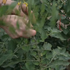 Las altas temperaturas y los precios de la energía merman las exportaciones hortofrutícolas desde Almería 