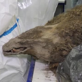 Científicos de Siberia realizan la autopsia a un oso de 3.460 años de antigüedad