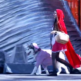 El caniche Chanel triunfa en el carnaval canino de Las Palmas con la fantasía 'Platinium'