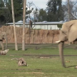 El futuro de los elefantes en cautividad, una tarea pendiente
