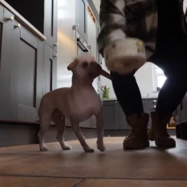 Peggy se convierte en el perro más feo de Gran Bretaña