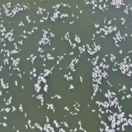 Aparecen millones de peces muertos en el río Darling de Australia