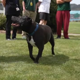 Reclusos de una prisión de Tasmania adoptan a un perro de diez años con ansiedad