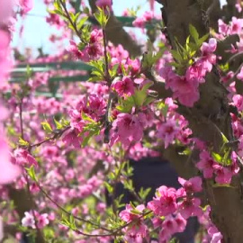 Los campos de Aitona explotan en un espectáculo de color con la llegada de la primavera