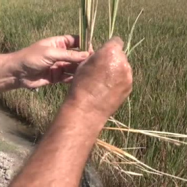 El cambio climático encarecerá el precio de los alimentos