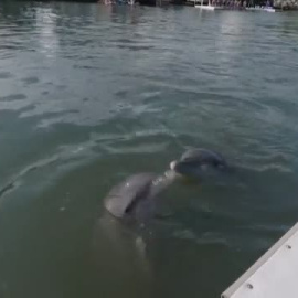 Ranger, el delfín rescatado