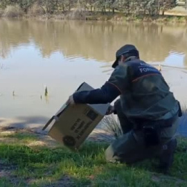 Patitos rescatados