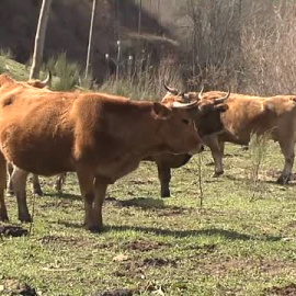 Una pareja de granjeros denuncia homofobia en un pueblo del Bierzo
