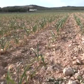 Los precios de los alimentos aún no han llegado a su pico