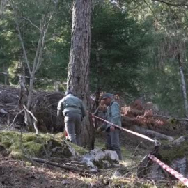 Un oso mata a un corredor en Italia 