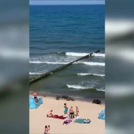 Por qué puede resultar interesante contratar en el seguro del coche la cobertura de animales cinegéticos