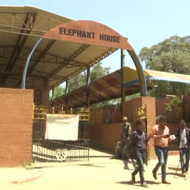 Noor Jehan, la elefanta que corre peligro por su enfermedad de artritis