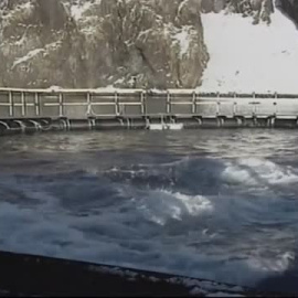 Liberar a una orca 50 años después