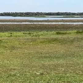 Ribera: "Afirmar que lo que está a 30 kilómetros de Doñana no es Doñana, es no entender cómo funciona un ecosistema"