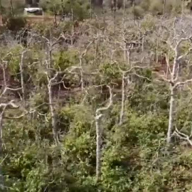 La prohibición de cultivar khat deja muy tocada la economía keniata