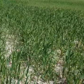 La sequía debido a la falta de precipitaciones ya afecta a las cosechas de nuestro país